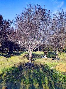 20公分红叶李价格5850元-高度5m-冠幅4m